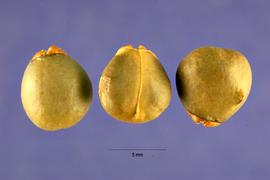   Fruits:   Rhamnus californica,  pyrenes; Photo by J. Hernández, USDA-NRCS Plants Database
